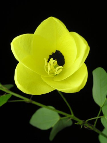 Seedeo Gelber Orchideen-Baum (Bauhinia tomentosa) 20 Samen