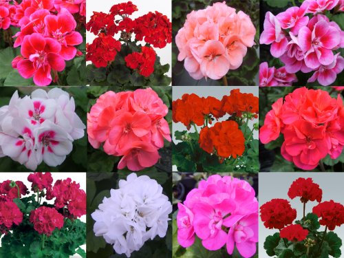 10 Geranium Zonal Plug Plants Mixed Collection - Plugplants4u