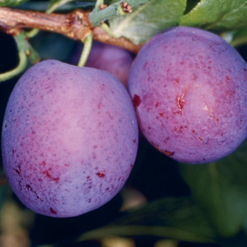 Tree Seeds Online - Plum, Pear, Damson, Cherry and Wild Cherry. Collection 1 Pack