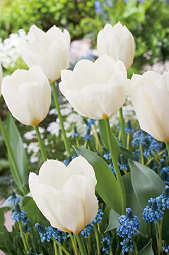 Tulpenzwiebeln White Emperor/Purissima Weiß | Blumenzwiebeln, mehrjährig & robust- Fosteriana Tulpe White Emperor/Purissima - 10 Tulpen-Zwiebeln