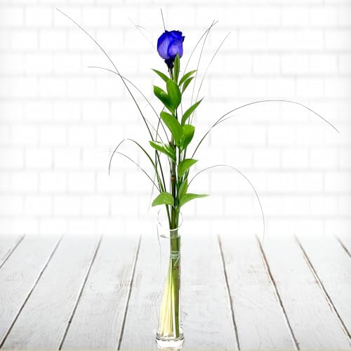 Einzelne blaue Rose | Mit Ruskus und Gräsern dekoriert, inklusive gratis Grußkarte