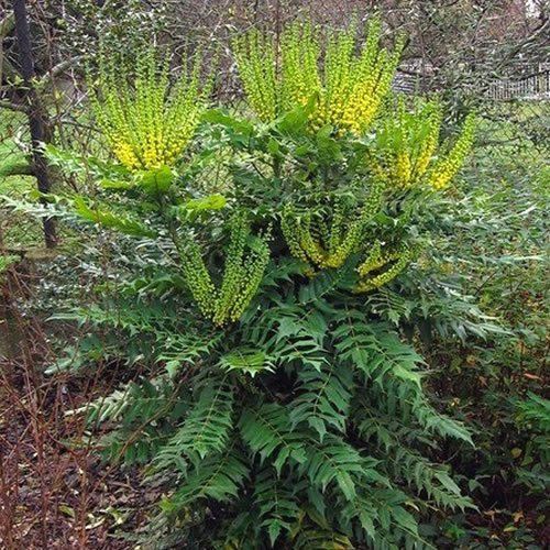 GardenersDream Mahonia Media Winter Sun Oregon Grape Plant in Pot - Outdoor Garden Ready Flowering Shrub - Beautiful Evergreen Outdoor Plant for Gardens (9cm Pot, 20-30cm)
