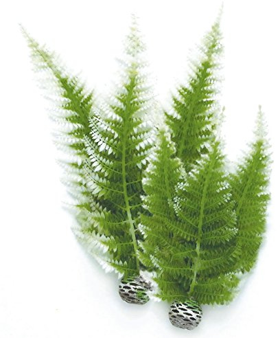 biOrb 46066 Winterfarn Set 2, grün – künstliche Aquariumpflanzen, naturnahe Wasserpflanzen für Süßwasseraquarien und Meerwasseraquarien