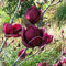 Rare ‚Genie‘ Genie Dunkelrot Yulan Magnolien-Baum-Blumensamen, Profi-Pack, 10 Samen, Licht Duftende Garten-Baum-NF851