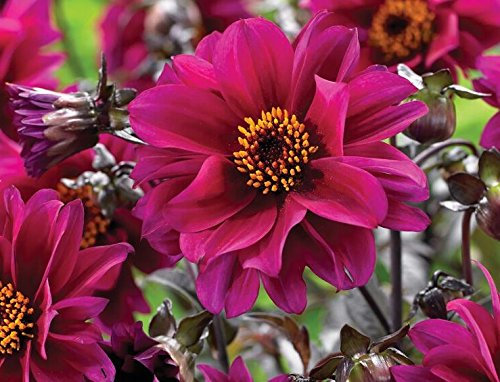 Dahlia Bronze Leaf 'Bishop of Canterbury' WPC Prins Bulb/Tuber Pack x1