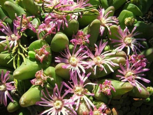 Gibbaeum gibbosum piedras vivas mesembs raras exóticas rocas de semillas de cactus 100 semillas