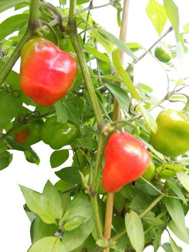 10 x Rocoto piment graines