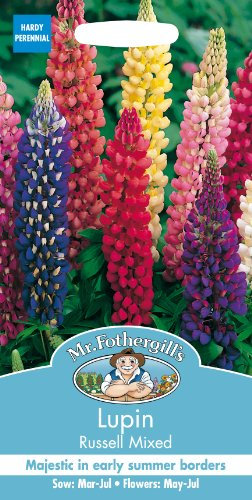 Mr Fothergill's 11554 Flower Seeds, Lupin Russell Mixed