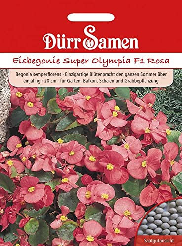 Dürr-Samen - Eisbegonie Super Olympia F1 Rosa einjährig 20 cm Saatgut