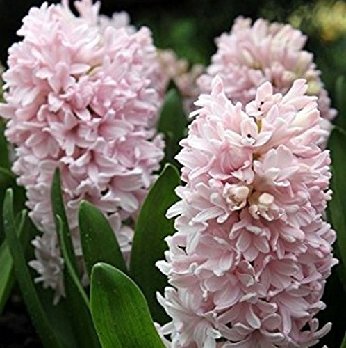 Sycamore Trading Prepared Hyacinth Bulbs Fondant x 3