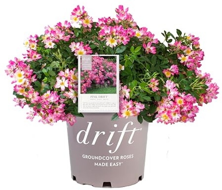Pink Drift Rose (1 Gallon) Flowering Ground Cover Roses with Pink Blooms - Full Sun Live Outdoor Plant - Drift Ground Cover Roses