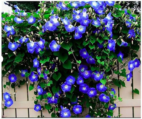 Morning Glory Seeds for Planting - 250 Fresh Seeds - Heavenly Blue Climbing Vine Flower Seed - Attracts Butterflies & Hummingbirds - Fast Growing Ivy - Grown in The USA