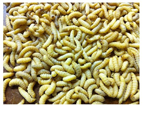500 Live Wax Worms Bee Moth Live Bait Ice Fishing Reptile Food waxworms