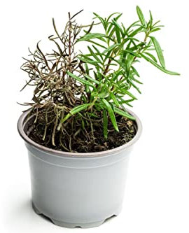 Rosmarinus officinalis - Romero