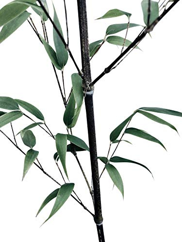 Schwarzer Bambus -Phyllostachys nigra- Frostharter/Winterharter Bambus -1000 Samen-