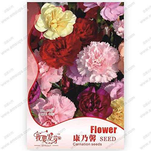 BrendNew !!! Garofani semi, semi Cut Garofano, perenni misti garofani di colore semi 40 particelle/bag