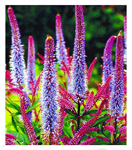 BALDUR Garten Veronika 'Cupido',2 Knollen, schimmern wunderschön pink & blau, winterharte, mehrjährige Staude, ideal für Staudenrabatte & im Kübel, wunderschöner Blickfang