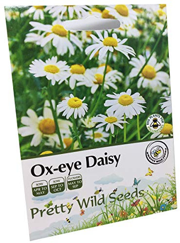 Oxeye Daisy Wildflower Seeds Cottage Garden OX Eye Daisy HP Seed by Pretty Wild Seeds