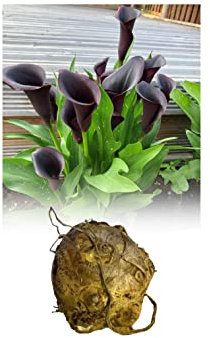 1 Zantedeschia Black Star (Arum) Lily Bulbs/Rhizomes Size 22/24 Almost Black Summer Flowering Perennial : - by GARTHWAITE NURSERIES® : - UK Stockist