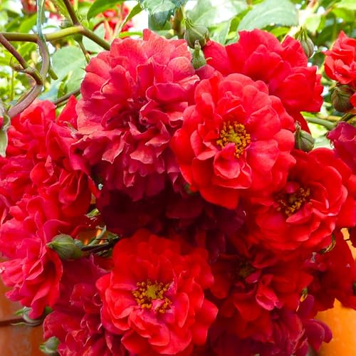 Rose Fairy Dance- Bodendeckerrose blutroten Blüten - Kleinstrauchrose Pflanze Winterhart Halbschattig von Garten Schlüter - Pflanzen in Top Qualität