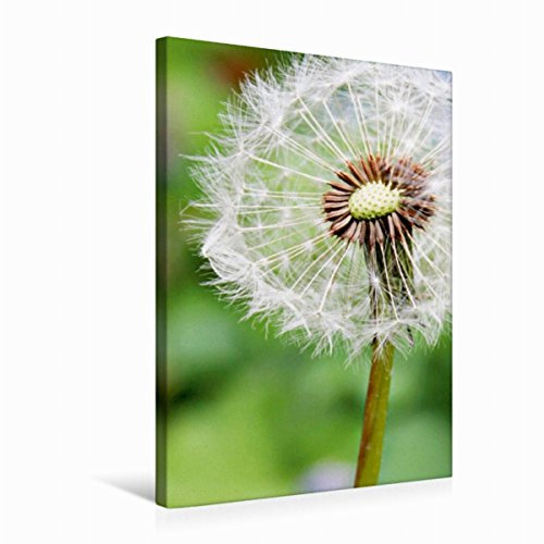 Premium Textil-Leinwand 50 x 75 cm Hoch-Format Pusteblume | Wandbild, HD-Bild auf Keilrahmen, Fertigbild auf hochwertigem Vlies, Leinwanddruck von Anja Otto
