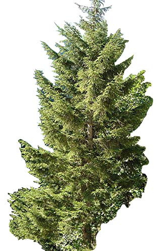 Riesen Fichte - Kaukasus-Fichte -Picea orientalis- 50 Samen