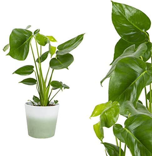 1x echte Monstera deliciosa Fensterblatt circa 60cm Monstera Pflanze Pflegeleichte immergrüne Zimmerpflanzen Lochpflanze, indoor plants grünpflanzen zimmerpflanzen