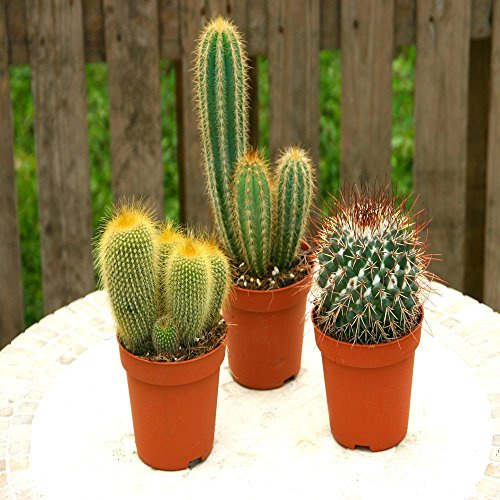 Cactus Mix a – 3 Cactus