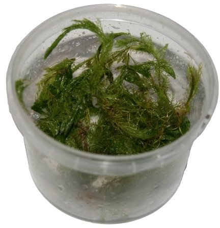 3 Dosen Myriophyllum mattogrossense in vitro, rotes Tausendblatt, Wasserpflanzen steril angezogen