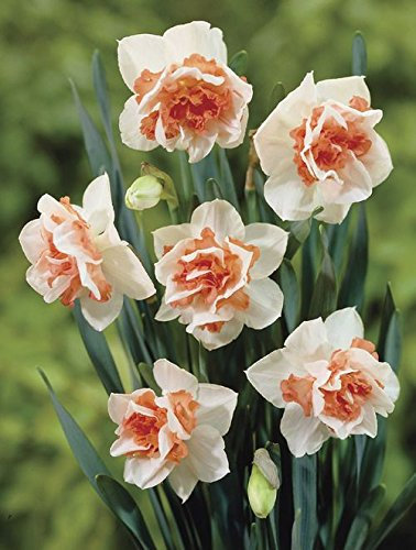 Millthorpe Plant Centre - 10 Narcissus Replete - Apricot Pink Double Daffodil - Size 12/14 - Spring Flowering Bulb