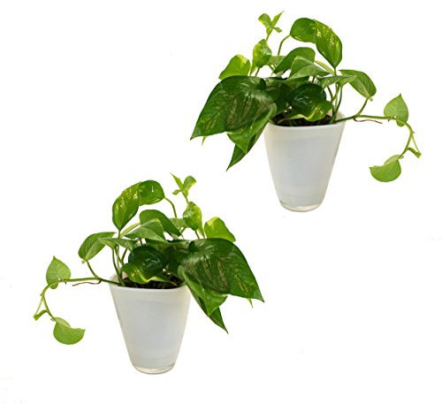 Dominik Blumen und Pflanzen, Efeutute ( Epipremnum), 2 Pflanzen mit Dekotopf, weiß