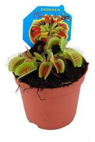 Dionaea, Venusfliegenfalle