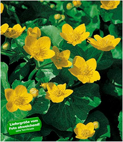 BALDUR Garten 3x Sumpfdotterblume,Pflanzen als 4 cm Topfballen, leuchtend gelbe Blüten, ideal an feuchten Plätzen im Garten & Teiche, winterharte Uferpflanze, schöner Frühjahrsblüher & Blickfang