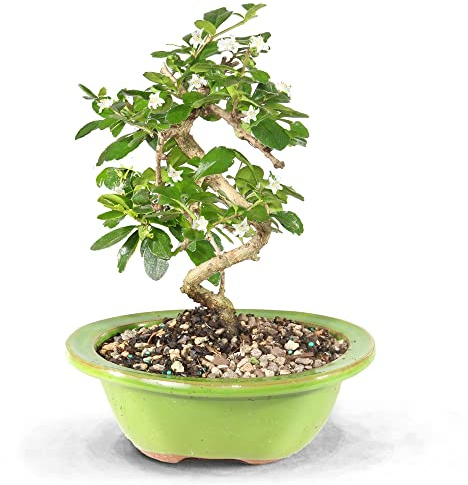 Brussel's Bonsai Live Fukien Tea Bonsai Tree - Small, 6 Year, 6 to 8 inches Tall - Indoor Bonsai Tree Live with Ceramic Bonsai Pot