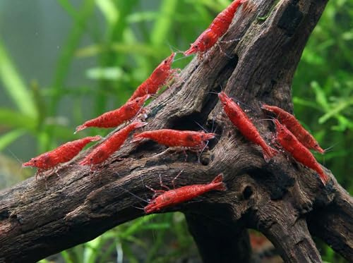 Garnelio - Red Cherry Garnele - Red Fire Garnele - Neocardina davidi 'Red' - 5er Gruppe