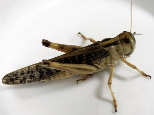 Heuschrecken Adult Portion ca. 100 Stück