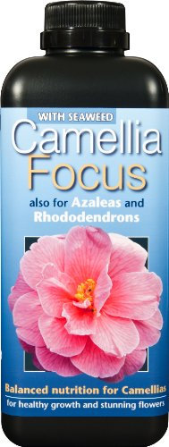 Camellia Focus Balanced Liquid Concentrated Fertiliser 1 Litre