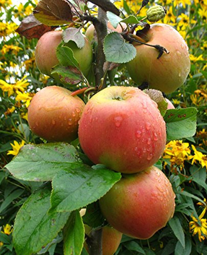 Malus domestica 'Goldparmäne' 175 cm – Winterhart, Mehrjährig, Pflegeleicht – Apfelbaum – Obstbaum für Garten & Obstwiese