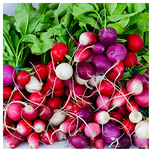 Everwilde Farms - 1 Oz Organic Easter Egg Radish Seeds - Gold Vault Packet