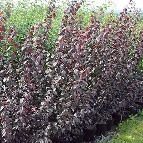 Blutpflaume Trailblazer Synonym Hollywood rotlaubiger Pflaumenbaum 110-140 cm 7,5-10 Liter Topf