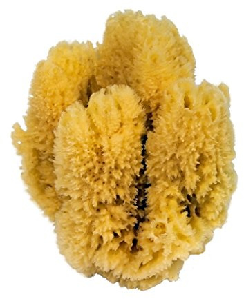 Croll & Denecke Naturschwamm, Natur, ca.16-18 cm, Gelb