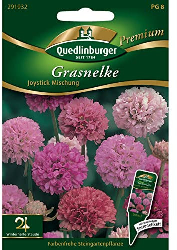 Grasnelken, Joystick Mischung