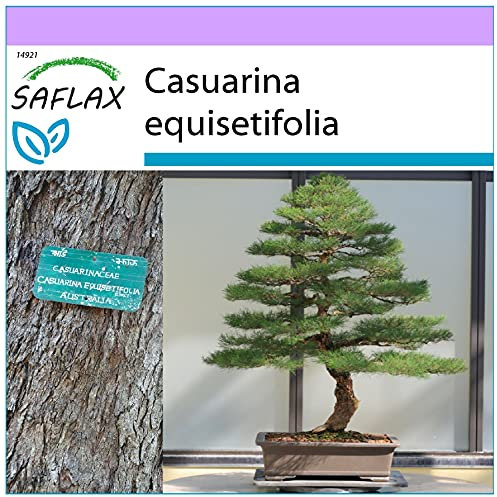 SAFLAX - Pino australiano - 200 semillas - Casuarina equisetifolia