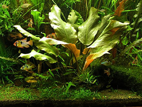 Lincolnshire Pond Plants Ltd Cryptocoryne Blassii - Tropical Oxygenating Plant Aquarium, Fish Tank, Live Plants for aquascapin