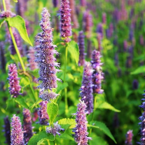 PREMIER SEEDS DIRECT - HERB Seeds - Hyssop - 1200 Finest Seeds