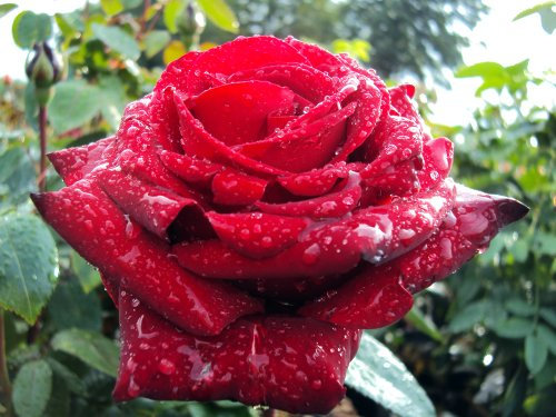 Edelrose Ingrid Bergmann ® Containerrosen im großen 7,5 Liter Topf