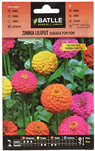 Semillas Batlle Battle - Semi di Zinnia Liliput variegata PON PON