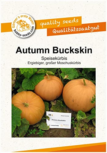 Kürbissamen Autumn Buckskin F1 Portion von Bobby-Seeds