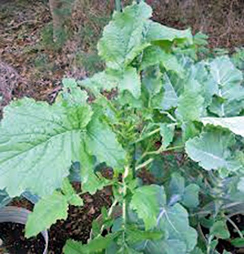 Broccoli Raab Seeds, Rapini, Heirloom, Non GMO, 500 Seeds, Delicious a Culinary Delight