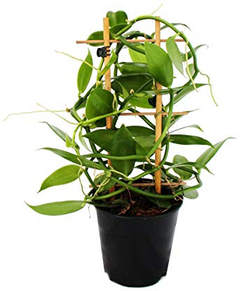 Exotenherz - Planta de vainilla real - Vanilla planifolia - orquídea trepadora